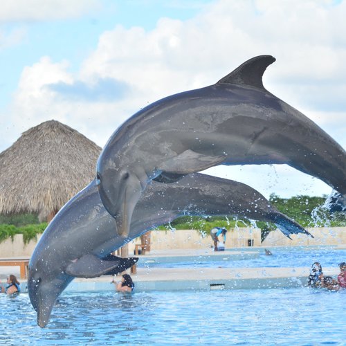 Dolphin Discovery Punta Cana - All You Need to Know BEFORE You Go