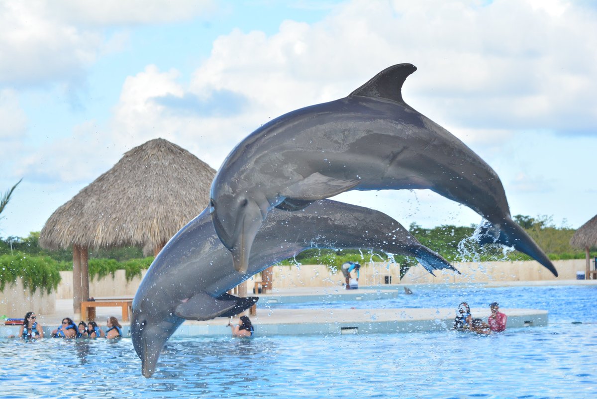 Dolphin Discovery Punta Cana, Пунта-Кана: лучшие советы перед посещением -  Tripadvisor