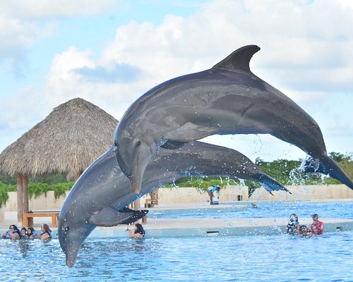 14 Mejores lugares para nadar con delfines en el mundo