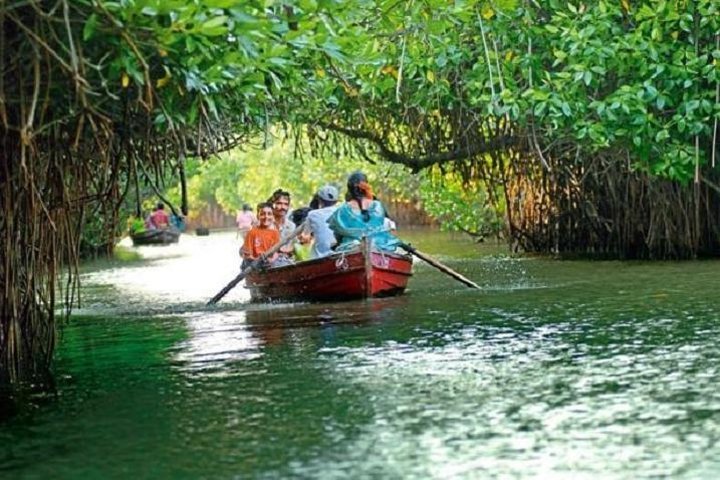 209 Pichavaram Mangrove Forest Images, Stock Photos, 3D objects, & Vectors  | Shutterstock