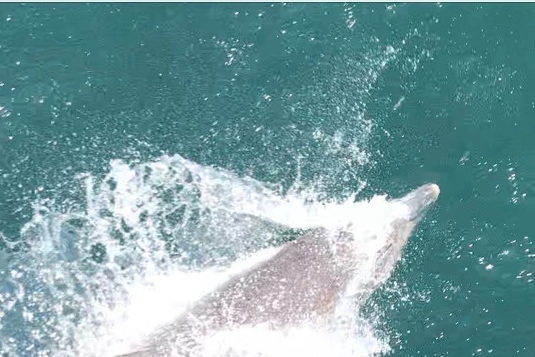 This warm cosy place owners gave us dolphine watching voucher , free ride in night to see kangroos at night, lots of attention, information , fresh organic egges from their chickens in their garden , what else you want?