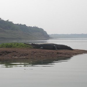 chambal river safari kota