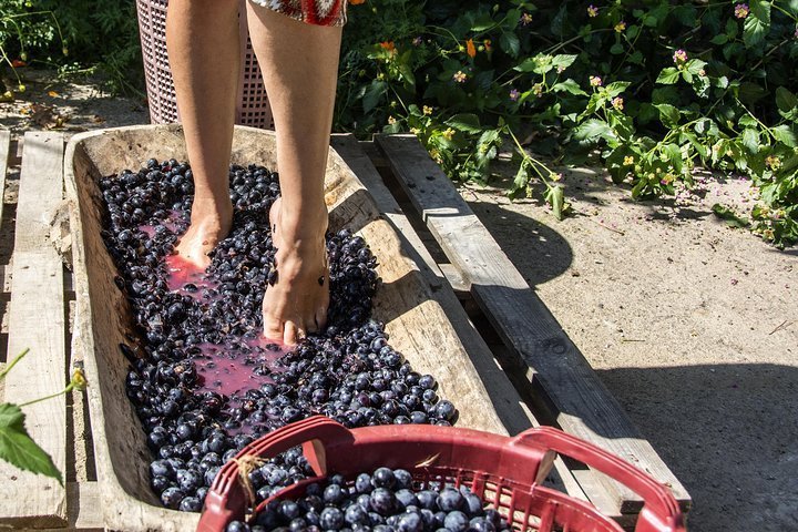 Americus grape stomp highlights agriculture