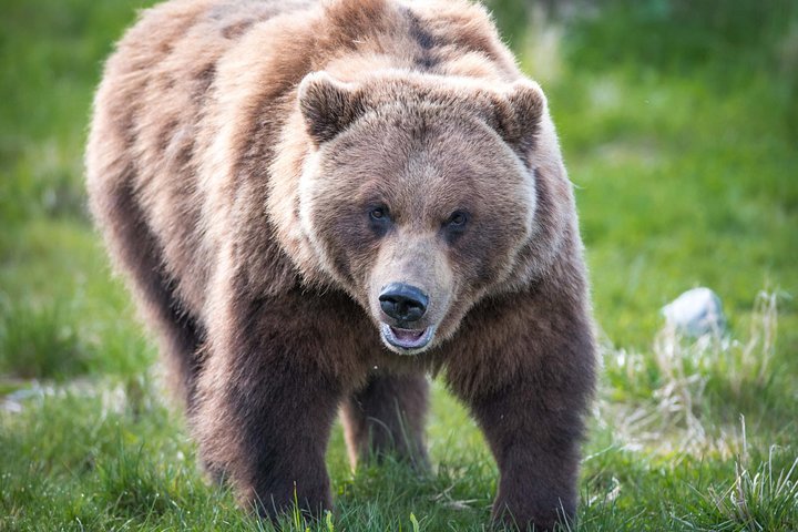 2024 (Anchorage) Alaska Wildlife Tour