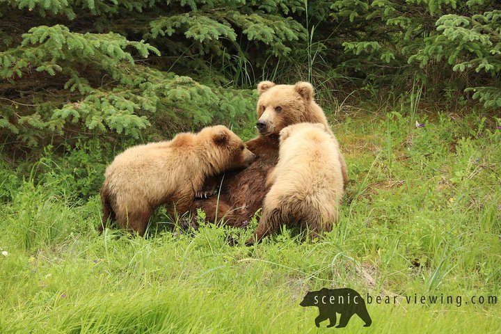 Grizzly Bear Charges At Guided Alaskan Tour in Harrowing Video - Men's  Journal