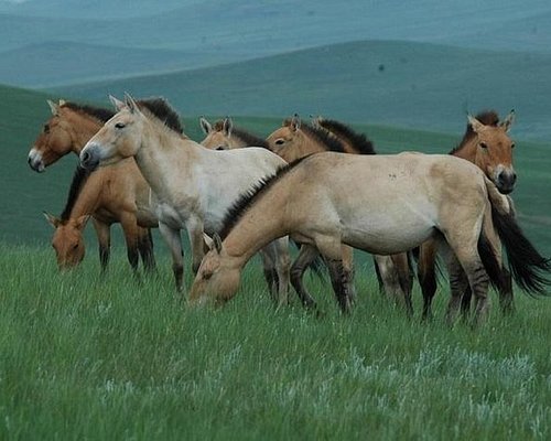 nature tours mongolia