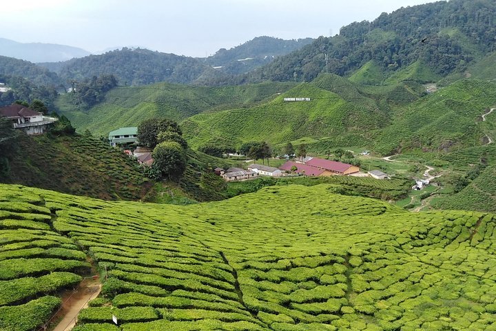 2023 Private: Cameron Highlands 2 Days 1 Night Trip