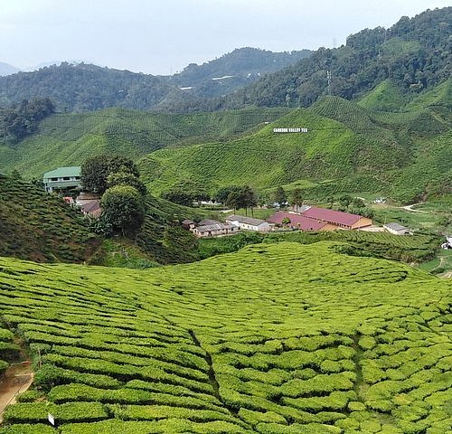 Les 10 Meilleures Choses à Faire à Cameron Highlands 2023