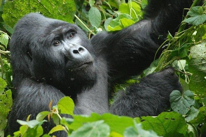 2024 Kampala Gorilla Tour Provided By Wild Hunters Safari   Caption 