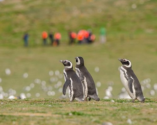punta arenas free tour