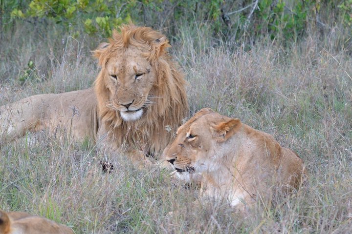 2024 3 Days, 2 Nights Maasai Mara Game Reserve