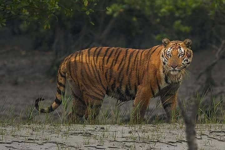 Found this hidden place in SRI RACHA called “ROYAL BENGAL TIGER's