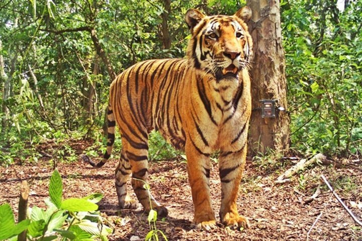 2024 Bandipur Sanctuary Tigers & Elephants