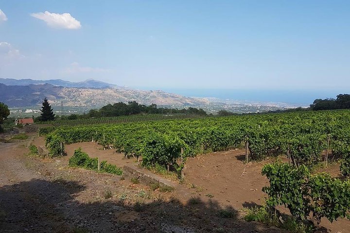 gambino winery