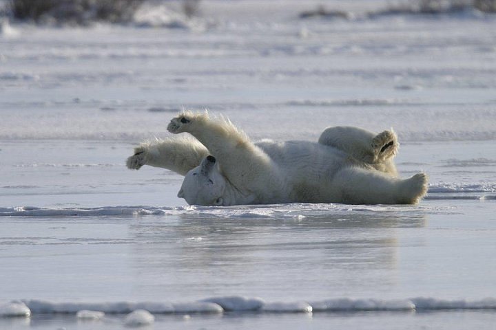 Tripadvisor | 5 noches de aventura en Churchill, los osos polares y la  aurora boreal desde Winnipeg proporcionado por Lazy Bear Expeditions |  Canadá