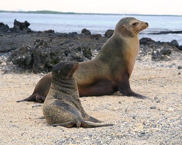 Galapagos Islands 2022: Best Places to Visit - Tripadvisor