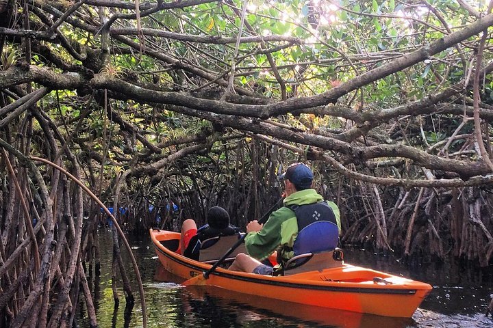 2024 Everglades Kayak Safari Adventure Through Mangrove Tunnels   Caption 