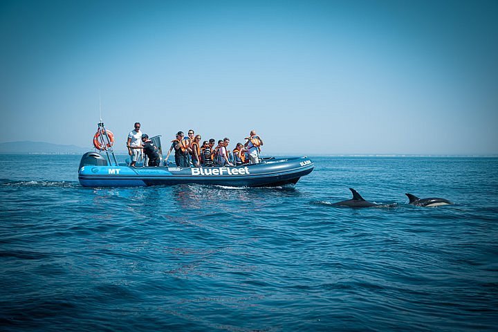 2024 Dolphin Watching from Lagos