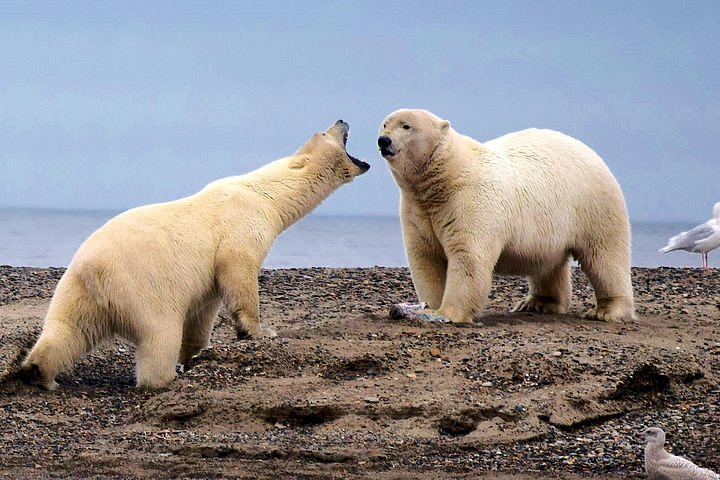 Osos polares en Alaska, 2024