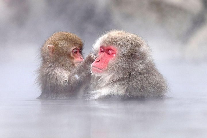 Japanese snow monkeys have learned to fish for food