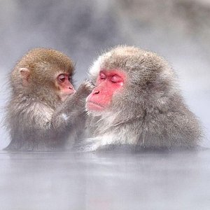 21年 地獄谷野猿公苑 行く前に 見どころをチェック トリップアドバイザー 21年 地獄谷野猿公苑 行く前に 見どころをチェック トリップアドバイザー
