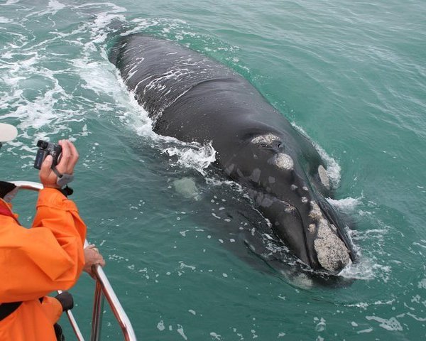 African Penguin & Seabird Sanctuary (Gansbaai) - All You Need to Know ...