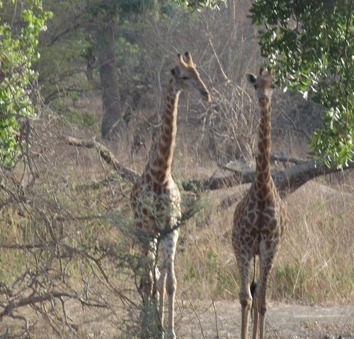 10 Mejores Cosas Que Hacer En Banjul 2022 Tripadvisor 10 Mejores Cosas Que Ver En Banjul 9063