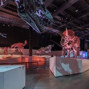 Houston Museum Of Natural Science Facts
