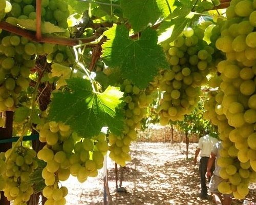tel aviv winery tour