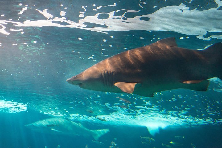 Estrella de mar – Bioparc Acuario de Gijón