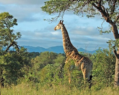 hluhluwe game reserve day trips
