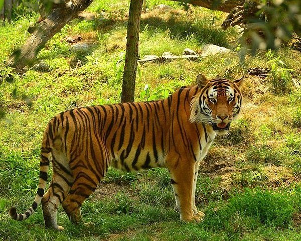 Panna National Park (Panna District): All You Need to Know