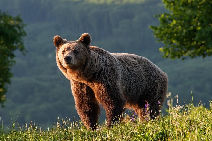 ORSO BUCO, #convoi #leggereforte ASILO DEI NONNI - Villaggio San Francesco ORSO  BUCO Lettura al Kamishibai #iorestoacasa, By Convoi scs onlus