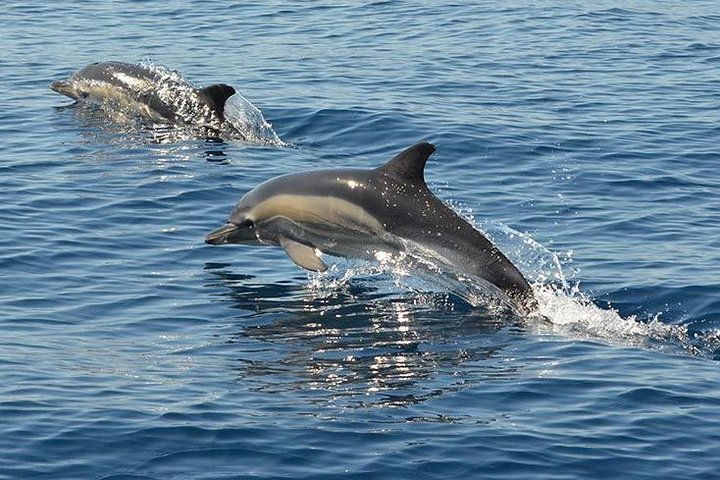 2024 Algarve Jeep Safari and Boat Tour - Full Day Mountains & Dolphins