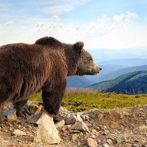 Libearty Bear Sanctuary Zarnesti Aktuelle 2021 Lohnt Es Sich Mit Fotos Tripadvisor