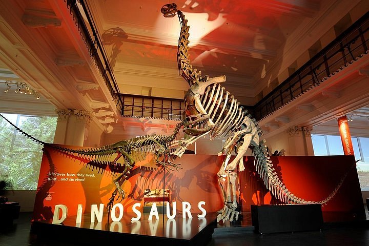 Dinosaur - Tyrannosaurus rex - The Australian Museum