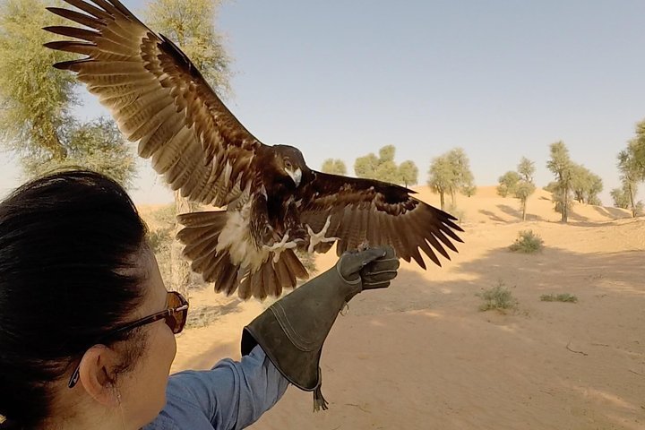 2023 Afternoon Dubai Falconry Safari - Reserve Now