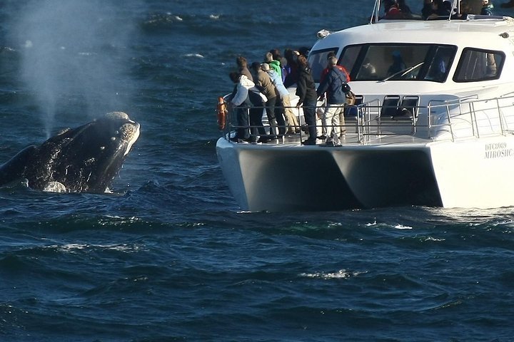 2023 Boat Based Whale Watching from Hermanus