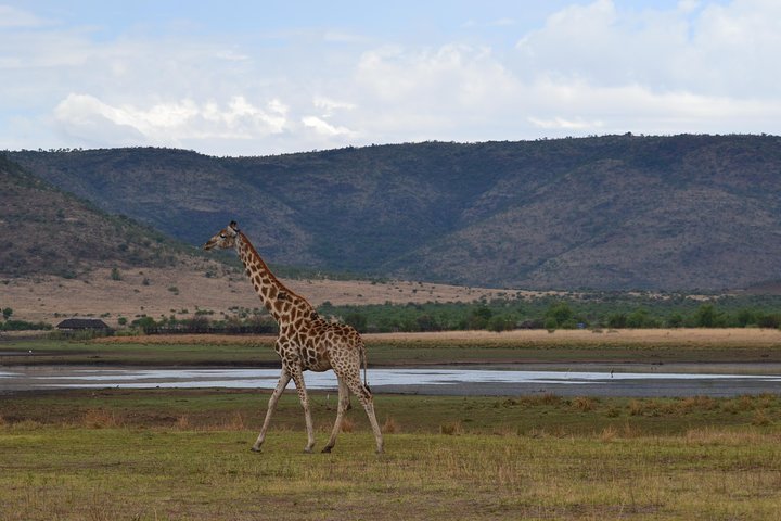 2023 Pilanesberg National Park Day Tour From Pretoria, Every SATURDAY