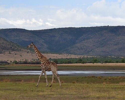 safari near pretoria south africa