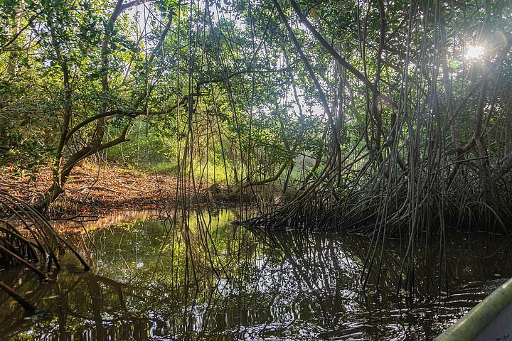 2024 Canoeing & Birdwatching on the Mangrove Forest in la Virgen Swamp