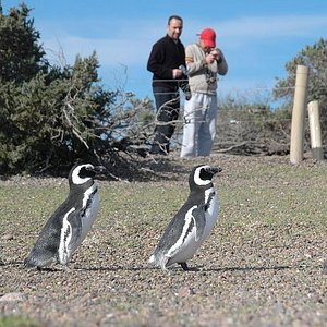 Punta Tombo Dos Pozos Aktuelle 2021 Lohnt Es Sich Mit Fotos Tripadvisor