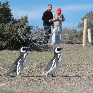 Punta Tombo Dos Pozos Aktuelle 2021 Lohnt Es Sich Mit Fotos Tripadvisor