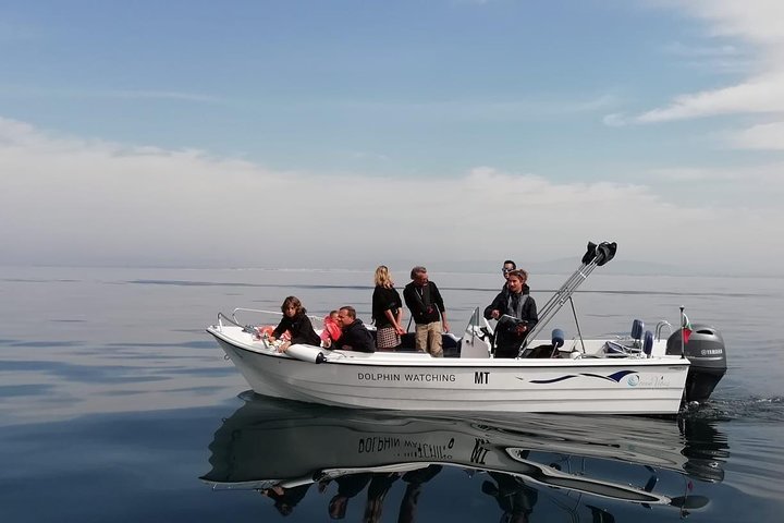 2023 Small Group Dolphin and Wildlife Watching Tour in Faro