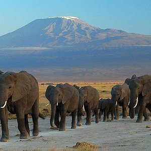 african safari destinations ltd