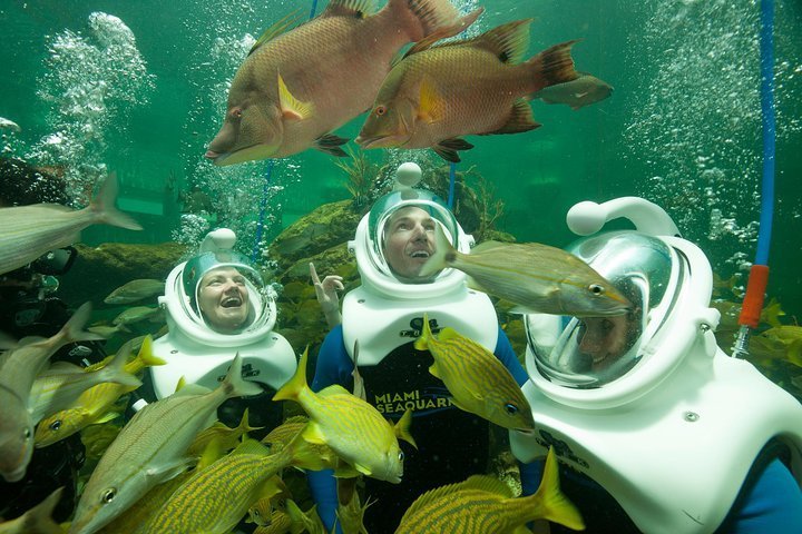 Dive into Fun at Miami Seaquarium