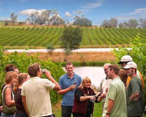 yarra valley wine tours with lunch