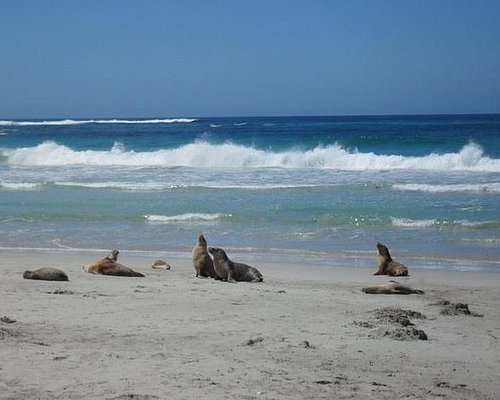 tripadvisor kangaroo island tours