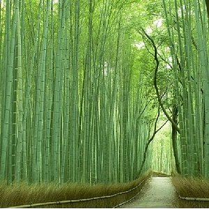 21年 嵐山 行く前に 見どころをチェック トリップアドバイザー