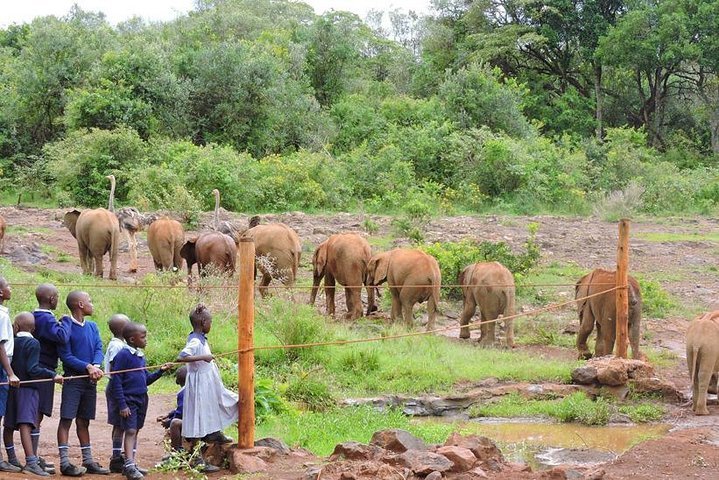 2024 Nairobi Nairobi National Park Elephant Orphanage   Caption 